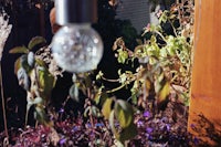 a light bulb hanging from a tree